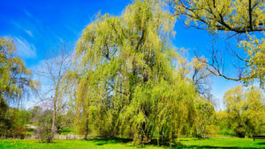 Read more about the article Flaurie – Mr. Morgan P. McCarthy