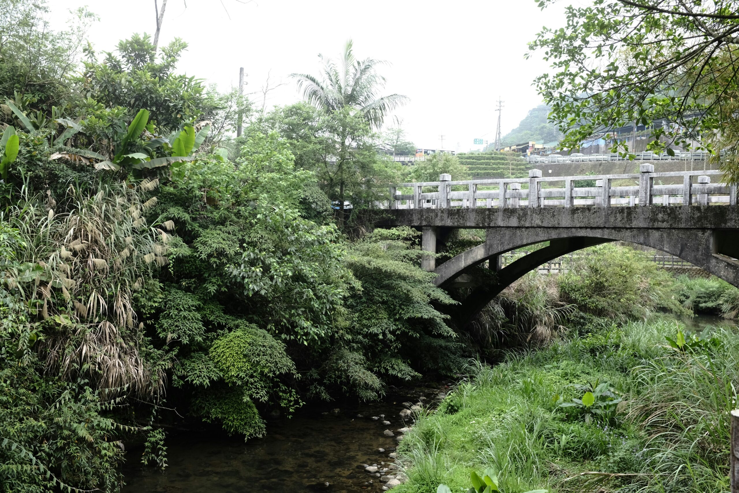 Read more about the article The Princess – Mr. Morgan P. McCarthy